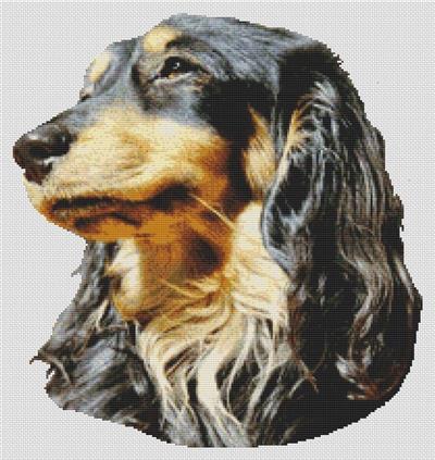 (image for) Black and Tan Long-haired Dachshund